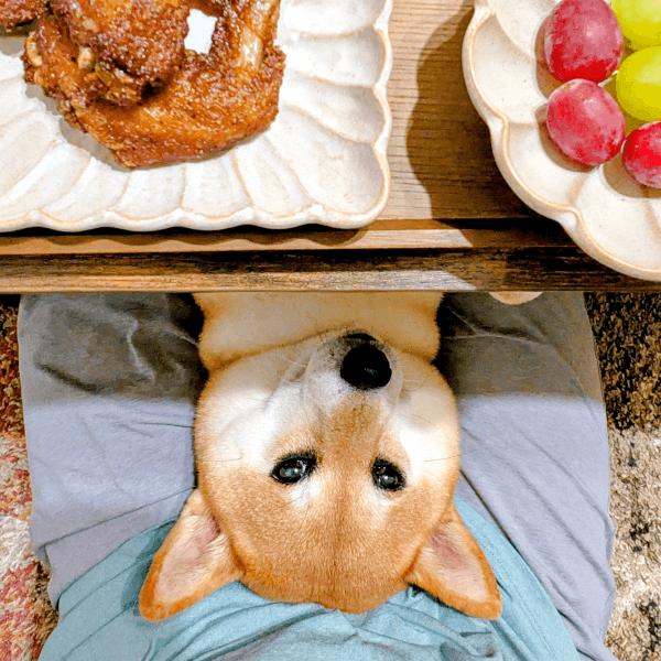 食事中、膝上で仰向けになって見つめるすずちゃん（画像提供：入間川いぬ散歩会さん）