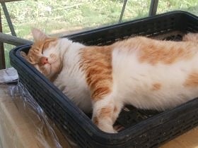 畑で一番弱虫だった野良猫　保護主恋しさに譲渡先でハンスト