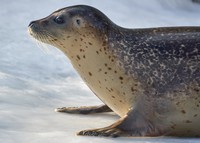 ゴマフアザラシが腹筋！？※画像はイメージです（yuji_to/stock.adobe.com）