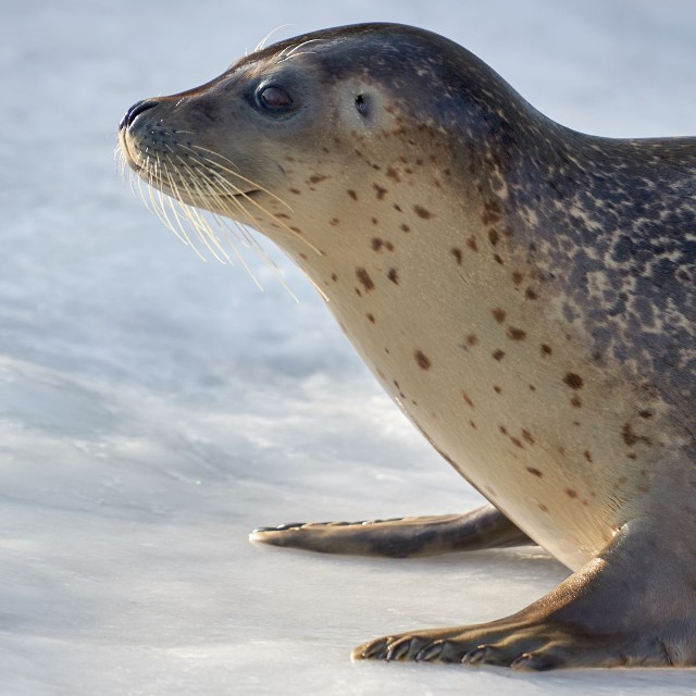 ゴマフアザラシが腹筋！？※画像はイメージです（yuji_to/stock.adobe.com）