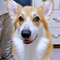 自由すぎる寝相を披露したレオくん（画像提供：コーギーのレオさん）