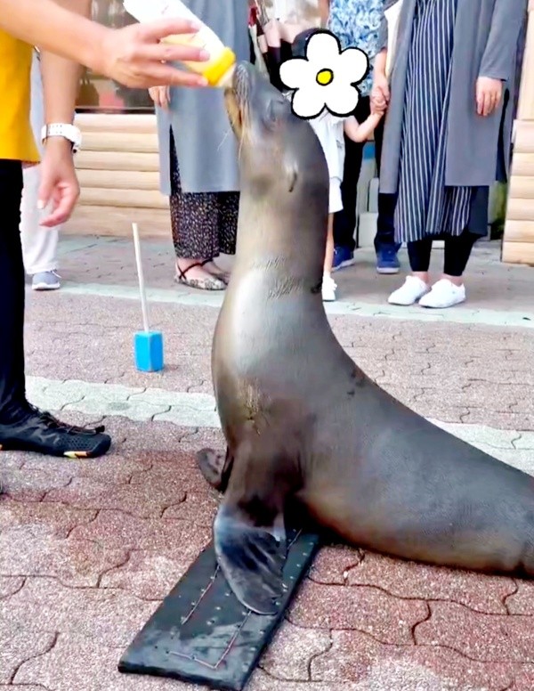 ミルク飲み時代のコエルちゃん（画像提供：Suunoさん）