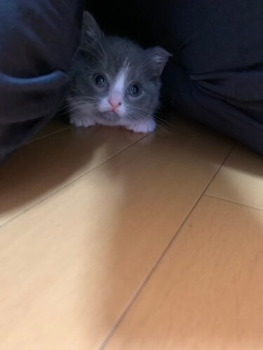 家にきたころの「ゆめ」