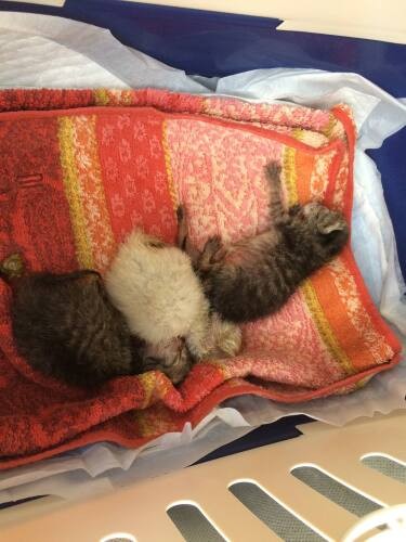 センターから引き出した猫