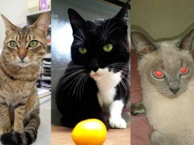 「新猫」３匹の争い　こにゃん市長選、投票してニャ！