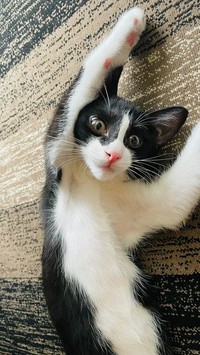 そうめんを片づけている間も「遊んでくれている」とばかりに飼い主さんにじゃれついてきていたというマリィ君。やんちゃ坊主です！（提供）