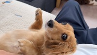 へそ天でこちらに目線を向けるCHOCOちゃん（提供：NOBU CHOCOさん）