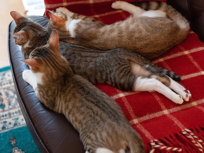 ピーヤ、ミニミニ、タロ