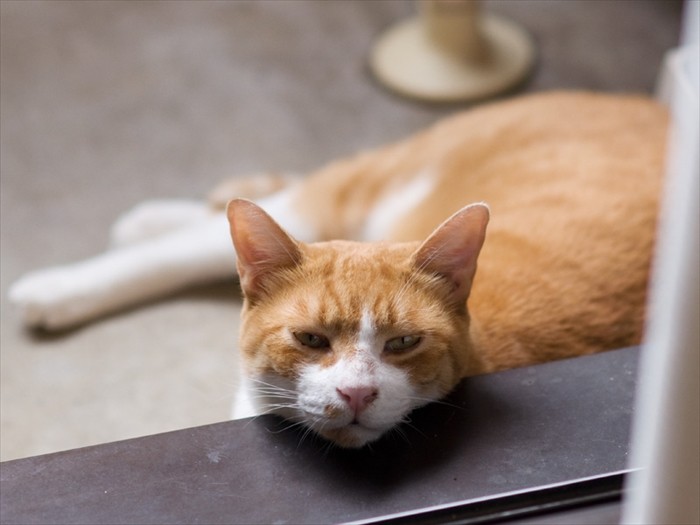 「背中をかいてくれるの待ってるんだけど」（小林写函撮影）