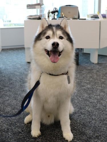 オフィスに来たマックス　（提供写真）