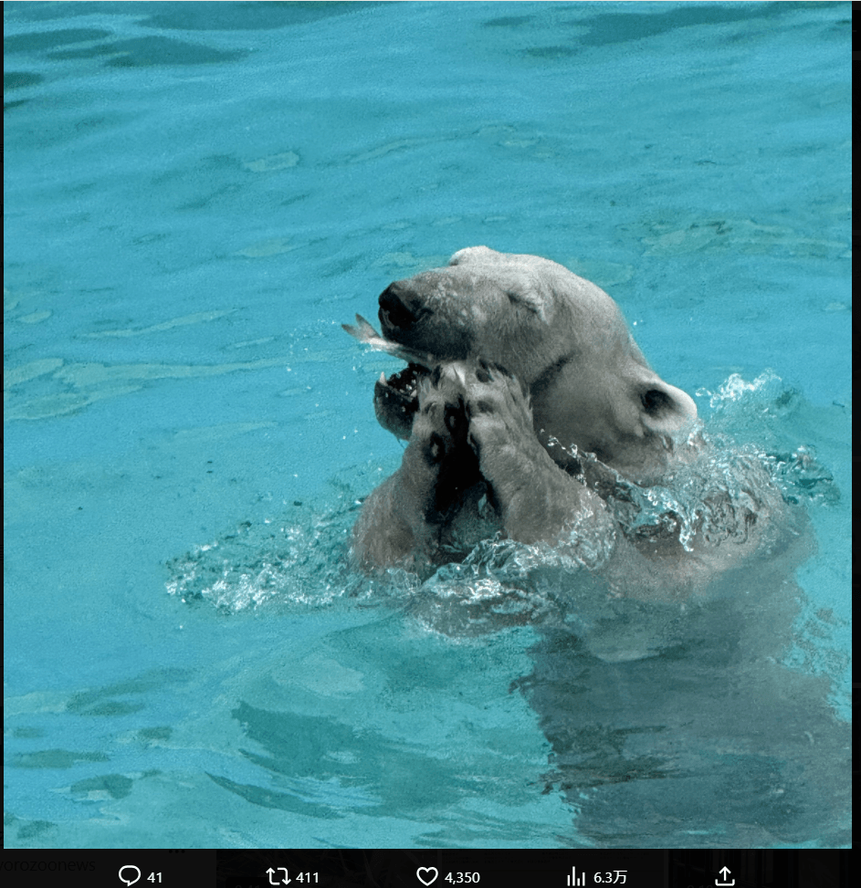 釧路市動物園の公式X（@kushirozoo）より