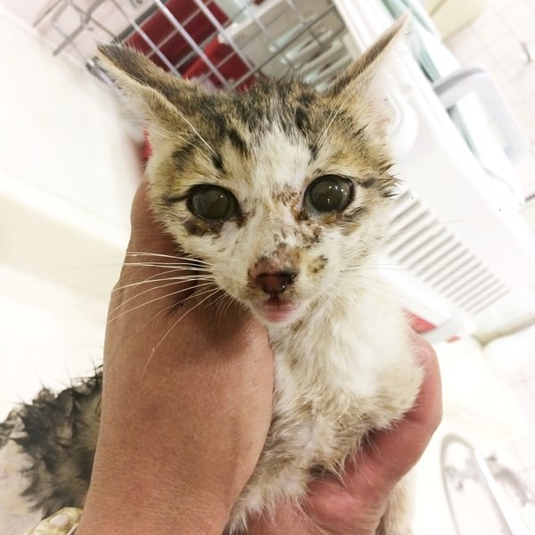 最初に檻に気づいた日に入っていた猫。今は、シェルターで、元気に暮らしている(写真提供舞香さん)