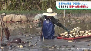 伊豆沼レンコンの収穫が始まる　猛暑や台風の影響無く良い品質　宮城・栗原市