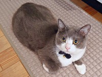 飼い主さんを見上げる愛らしいしらたまくん（画像提供：わがやのねこさん）