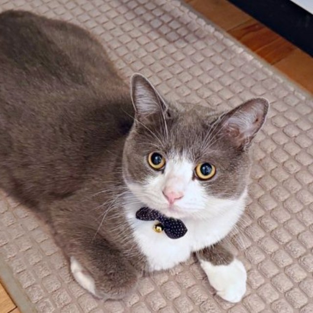 飼い主さんを見上げる愛らしいしらたまくん（画像提供：わがやのねこさん）