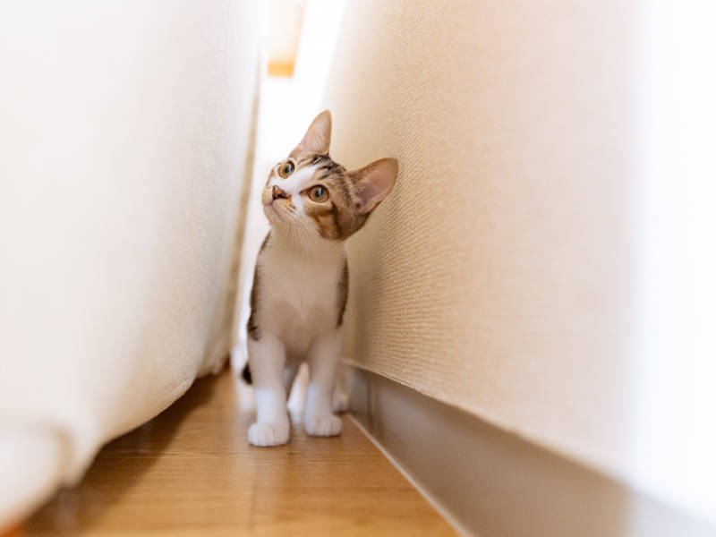 一方、慎重派のめいであった