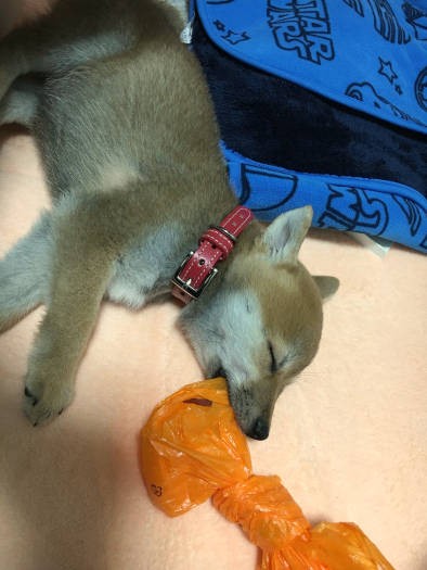 遊び疲れるとパタッと寝てしまうというすずらんちゃん（飼い主さん提供）