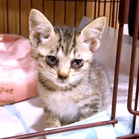 保護当時、猫風邪をひいて衰弱していたテンちゃん（画像提供：安田武史さん）