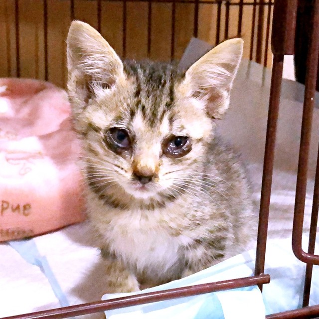 保護当時、猫風邪をひいて衰弱していたテンちゃん（画像提供：安田武史さん）