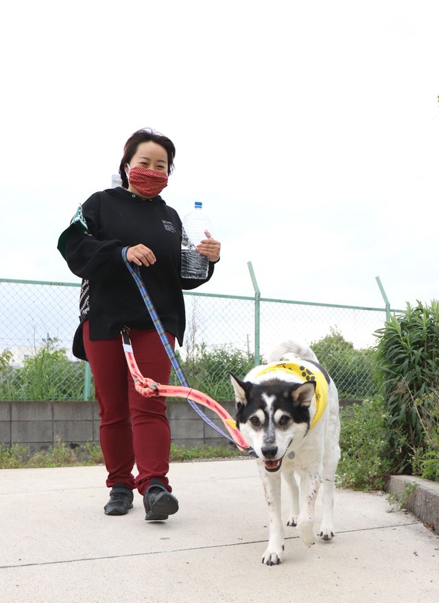 殺処分寸前の老犬が「防犯パトロール」で活躍 「ご苦労さま」の声かけ