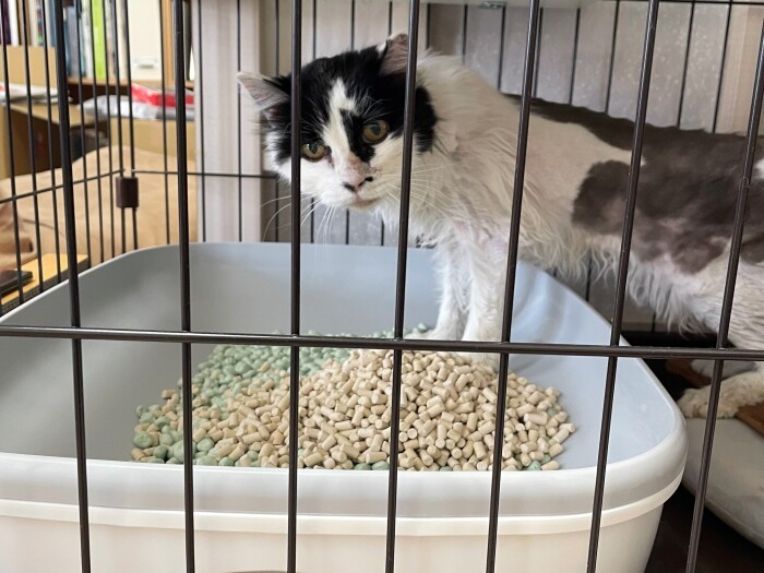 新居着。トイレの場所をまず確かめる（けいさん提供）