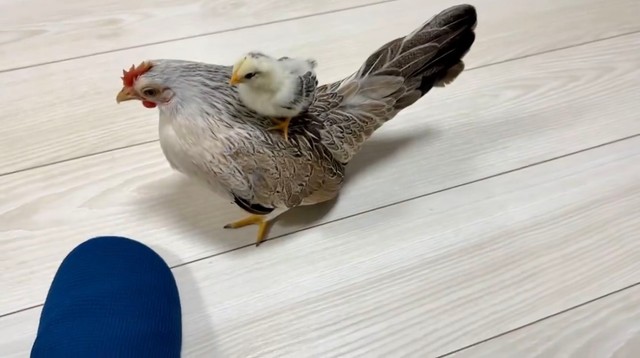 ひよこジャンプ！！（提供：川嘘さん）