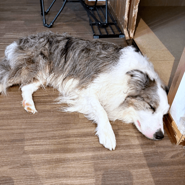 秘密のプールタイムを楽しんだサニーくん（画像提供：ボースー子さん）