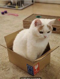 箱の中で困った様子のティーちゃん／mayuneko_teaさん提供