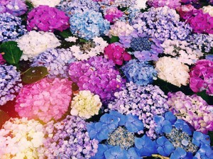 ますますちゃん