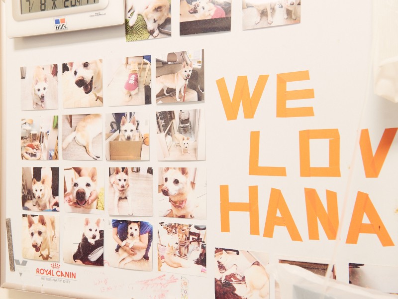 診療室にも花子の写真ボードが。犬部を立ち上げた20代からずっと人生を共にしてきた花子は元保護犬で、太田先生が「人生そのもの」というほど特別な存在だ