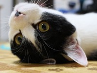 ゴロンとへそ天！ くつろぐむすびくん（画像提供：猫のしお むすび 飼い主はろでさん）