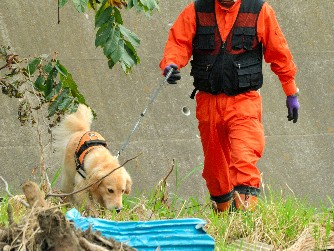 災害救助犬の「ゆき」出動！　石や流木、何のその　捜索に参加