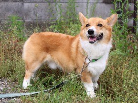 山の中に捨てられていたコーギー　吠え癖を乗り越えて