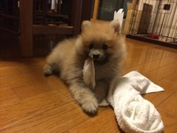 パピー期のえり太くん（「デカポメ《えり太》との日々」さん提供）