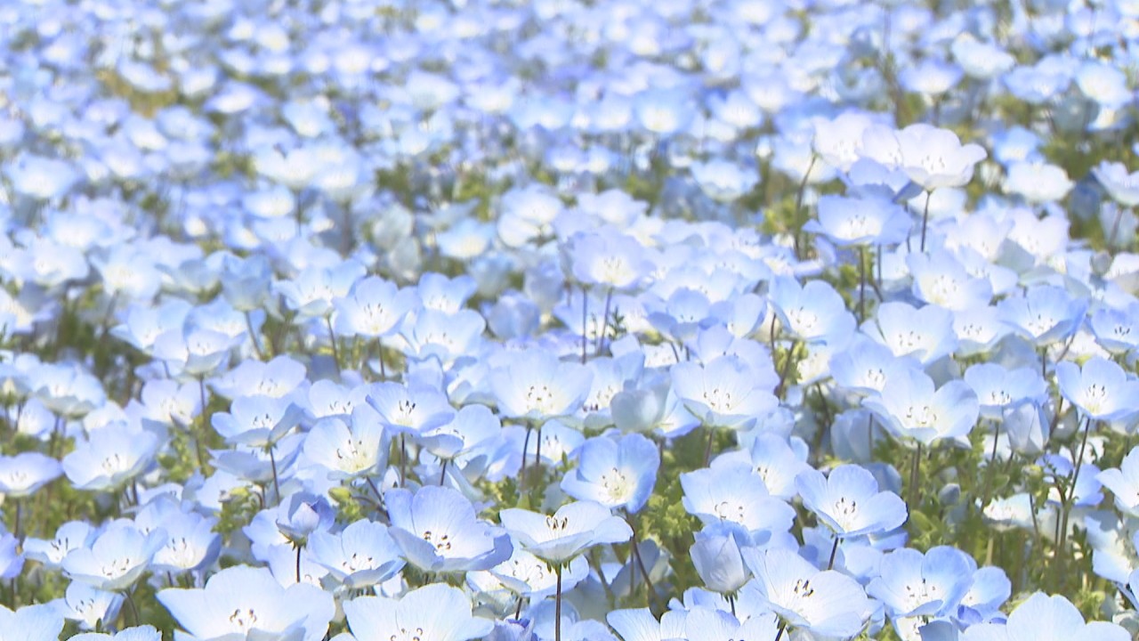 ネモフィラ が公園の丘一面を淡い空色に 香川 国営讃岐まんのう公園 Ksbニュース Ksb瀬戸内海放送