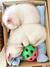 お迎え初日、箱の中で丸まって眠る生後1カ月ころの心ちゃん、空ちゃん（画像提供：ねこいろ日記さん）