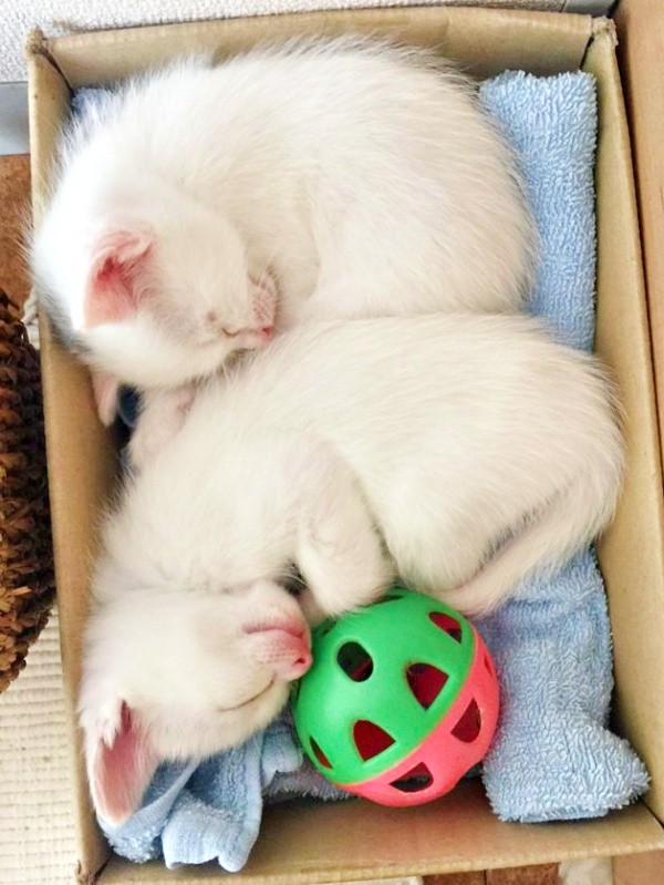 お迎え初日、箱の中で丸まって眠る生後1カ月ころの心ちゃん、空ちゃん（画像提供：ねこいろ日記さん）