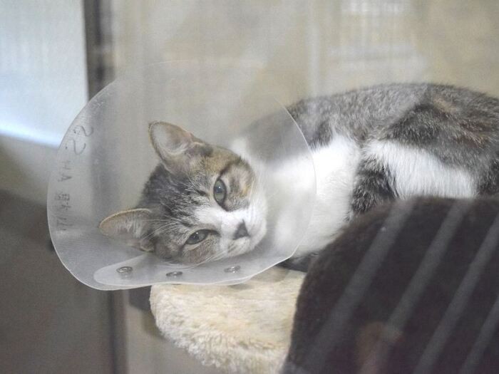 アミティエに保護されている猫