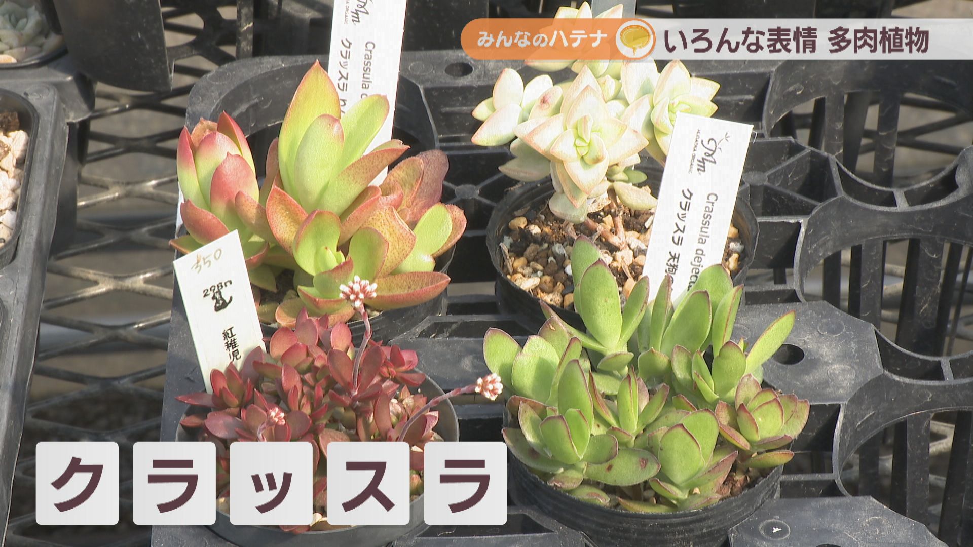 多肉植物の水やり頻度は?土は何がいい? 多肉植物の専門店に聞いてみた