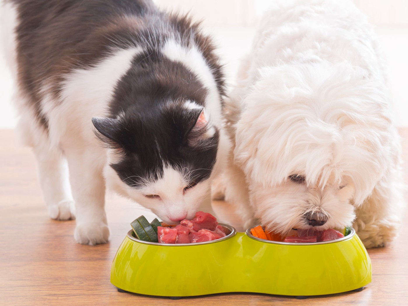 犬・猫には、予想以上に治療費が！　年２２０万円の回答も