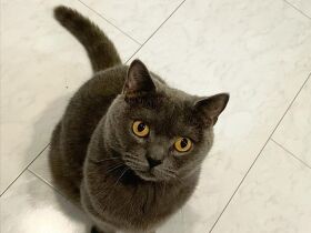 ごはんよ～落ちてこい～！　じっと見つめるブリティッシュショートヘアー「そら」