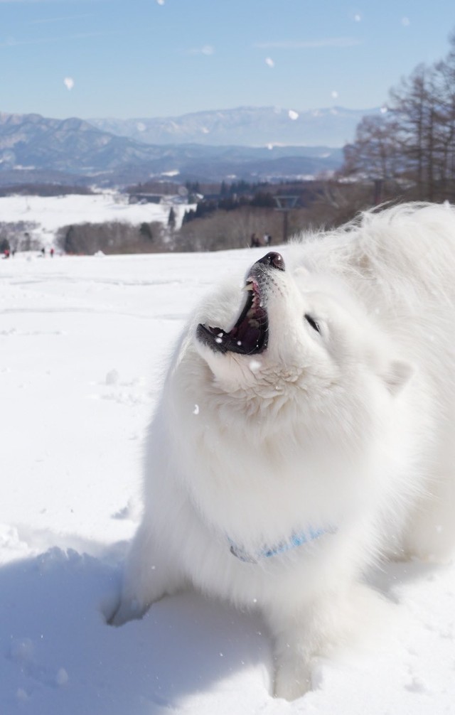 冬こそが「オンシーズン」！！（画像提供：THE DAZS ダッツファミリーCh.さん）