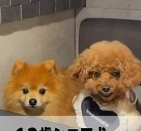 エプロン姿のシニア犬が、お肉を見つめながらブルブルと縦揺れ！？（「먹순이 미엘｜犬連れ韓国旅行🇰🇷」さん提供、Instagramよりキャプチャ撮影）