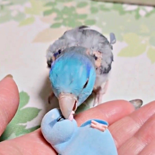 「ご飯だよ」 フィギュアに口移しするルゥくん（画像提供：saekoさん）