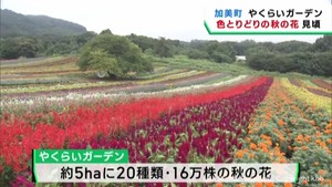 宮城・加美町やくらいガーデン　秋の花が見頃