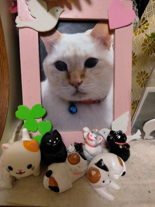 レビンくんが慕っていた、先住猫のレオンくん