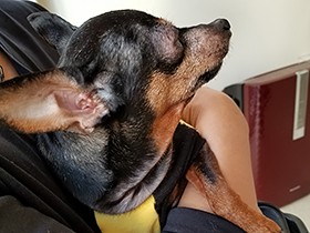 老いていく愛犬 に「これからは私たちがあなたの眼になる」