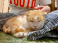 なでなで大好き