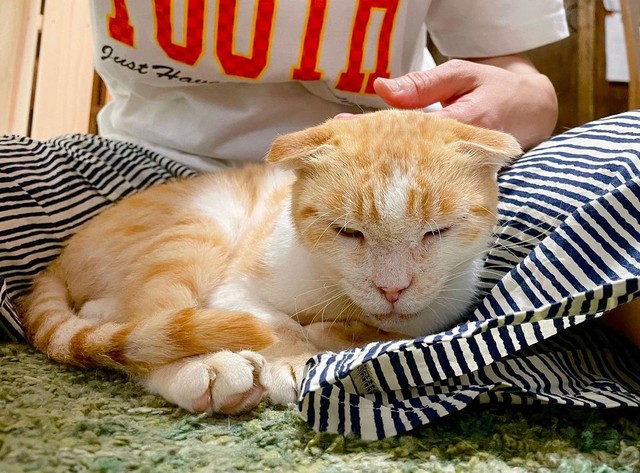 なでなで大好き