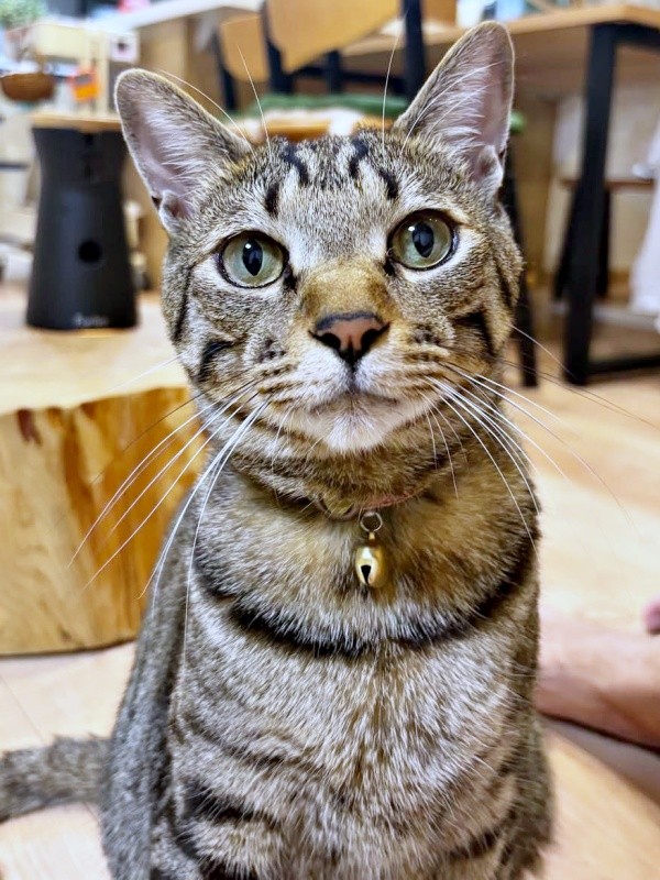 きゅるんとした瞳が愛らしいzozoくん（画像提供：zozoさん）